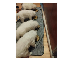 BIAŁY OWCZAREK SZWAJCARSKI - 1