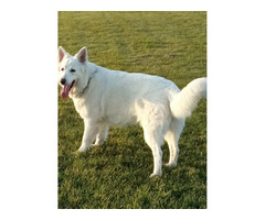 BIAŁY OWCZAREK SZWAJCARSKI - 2