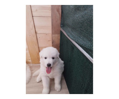 BIAŁY OWCZAREK SZWAJCARSKI - 3