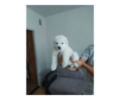 BIAŁY OWCZAREK SZWAJCARSKI - 4