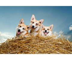 szczenięta  Pembroke Welsh Corgi - 1