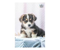 szczenięta  Pembroke Welsh Corgi - 2