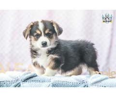 szczenięta  Pembroke Welsh Corgi - 3