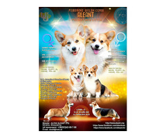 szczenięta  Pembroke Welsh Corgi - 4