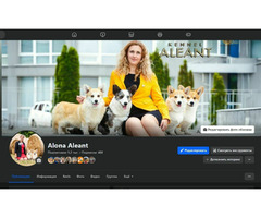 szczenięta  Pembroke Welsh Corgi - 5