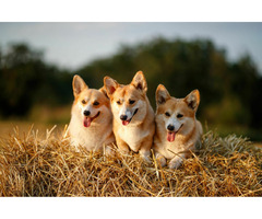 szczenięta  Pembroke Welsh Corgi - 6