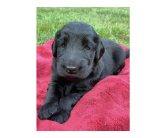 Szczaniak Flat Coated Retriever - 1