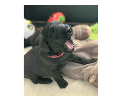 Szczaniak Flat Coated Retriever - 2