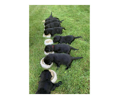 Szczaniak Flat Coated Retriever - 3