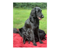 Szczaniak Flat Coated Retriever - 4