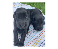 Szczaniak Flat Coated Retriever - 5