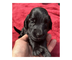 Szczaniak Flat Coated Retriever - 6