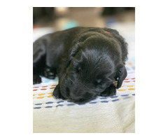 Szczaniak Flat Coated Retriever - 7