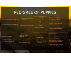 Szczaniak Flat Coated Retriever - 8