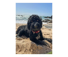 Szczeniaki  Portugalski Pies Dowodny rodowód FCI - 6