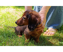 Jamniki miniaturowe długowłose - 1