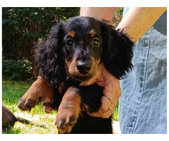 Jamniki miniaturowe długowłose - 2