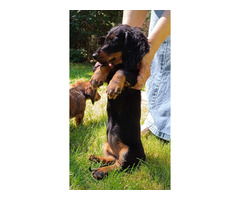 Jamniki miniaturowe długowłose - 3