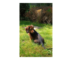 Jamniki miniaturowe długowłose - 4