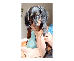 Jamniki miniaturowe długowłose - 5