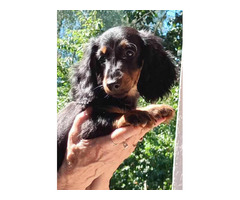 Jamniki miniaturowe długowłose - 6