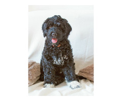 Szczeniaki  Portugalski Pies Dowodny rodowód FCI - 1