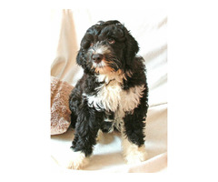 Szczeniaki  Portugalski Pies Dowodny rodowód FCI - 4