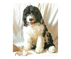 Szczeniaki  Portugalski Pies Dowodny rodowód FCI - 5