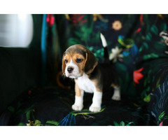 BEAGLE-piękne szczeniaki po championach, ZKwP/ FCI - 1