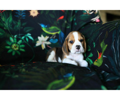 BEAGLE-piękne szczeniaki po championach, ZKwP/ FCI - 3