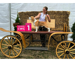 BEAGLE-piękne szczeniaki po championach, ZKwP/ FCI - 4