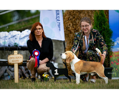 BEAGLE-piękne szczeniaki po championach, ZKwP/ FCI - 5