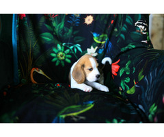 BEAGLE-piękne szczeniaki po championach, ZKwP/ FCI - 6