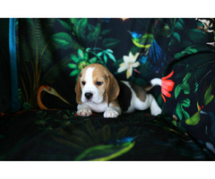 BEAGLE-piękne szczeniaki po championach, ZKwP/ FCI - 7
