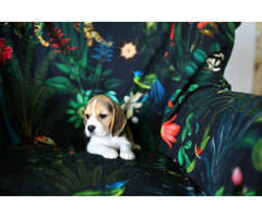 BEAGLE-piękne szczeniaki po championach, ZKwP/ FCI - 8