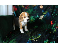 BEAGLE-piękne szczeniaki po championach, ZKwP/ FCI - 9