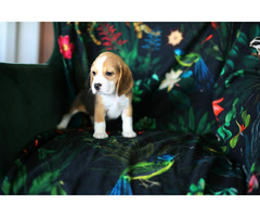 BEAGLE-piękne szczeniaki po championach, ZKwP/ FCI - 10