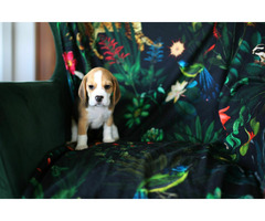 BEAGLE-piękne szczeniaki po championach, ZKwP/ FCI - 11