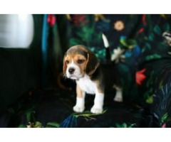 BEAGLE-piękne szczeniaki po championach, ZKwP/ FCI - 12