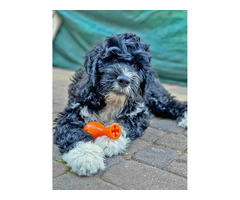 Szczeniaki  Portugalski Pies Dowodny rodowód FCI - 2