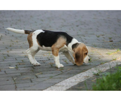 Beagle sunia  ZKwP/FCI  po Champione - 6