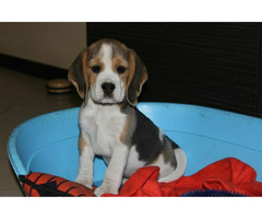 Beagle sunia  ZKwP/FCI  po Champione - 9