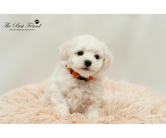 SZCZENIACZKI - Bichon Frise - 1