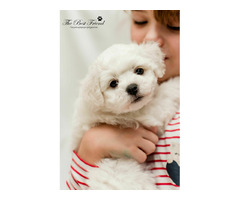 SZCZENIACZKI - Bichon Frise - 2