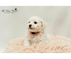 SZCZENIACZKI - Bichon Frise - 3