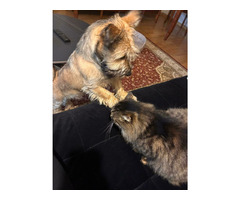 Oddam w dobre ręce-uroczy 6 miesięczny piesek