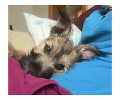 Oddam w dobre ręce-uroczy 6 miesięczny piesek