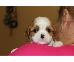 Cavalier King Charles Spaniel szczeniaczki ZKwP po CH.PL. - 1
