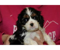 Cavalier King Charles Spaniel szczeniaczki ZKwP po CH.PL. - 2
