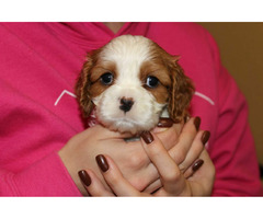 Cavalier King Charles Spaniel szczeniaczki ZKwP po CH.PL. - 4